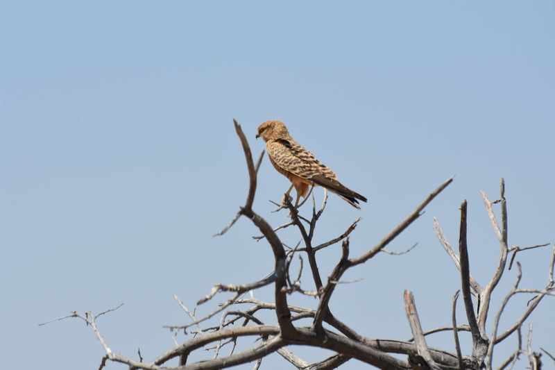 Steppenfalke