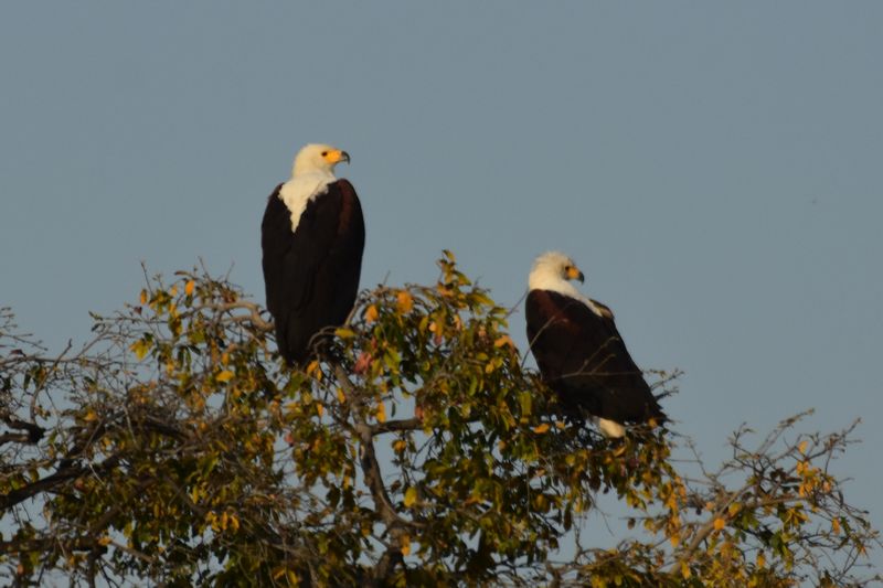 Schreiseeadler