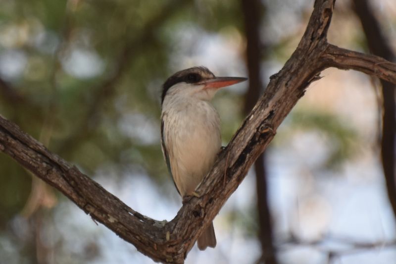 Kingfisher