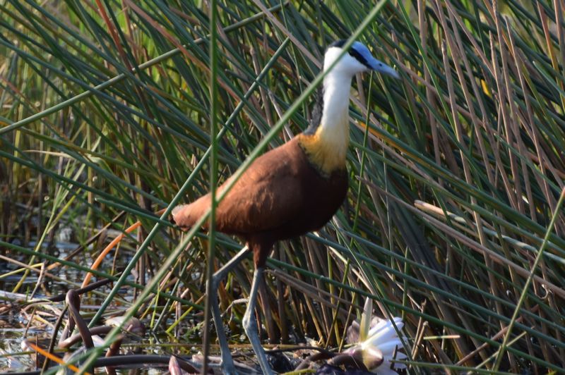 Jacana