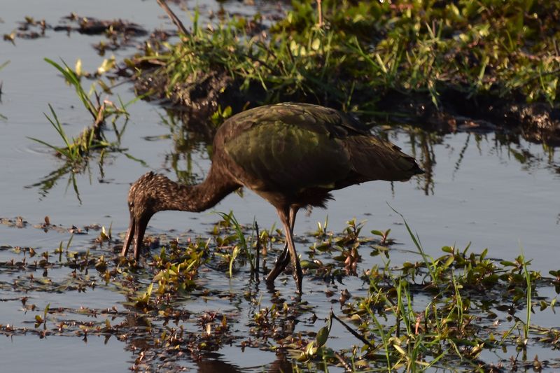 Ibis