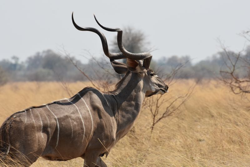 Kudu