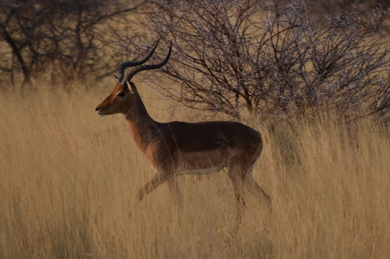 Impala