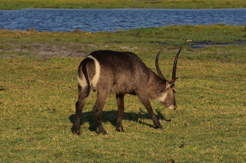 Wasserbock