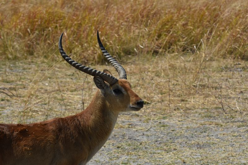 Lechweantilope