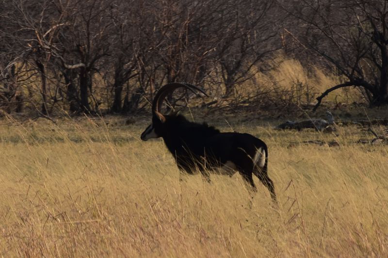 Säbelantilope