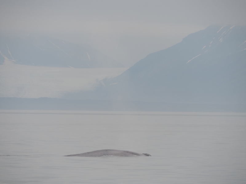 Das grösste Lebewesen der Welt der Blauwal